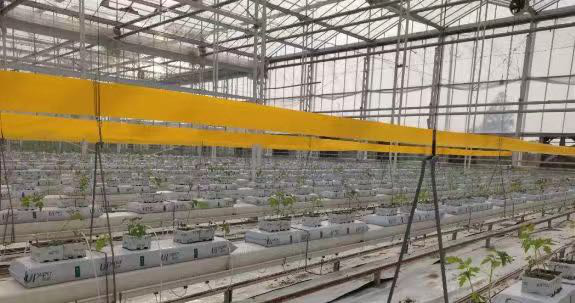Why does rock wool matrix become the favorite of greenhouse planting in developed countries?